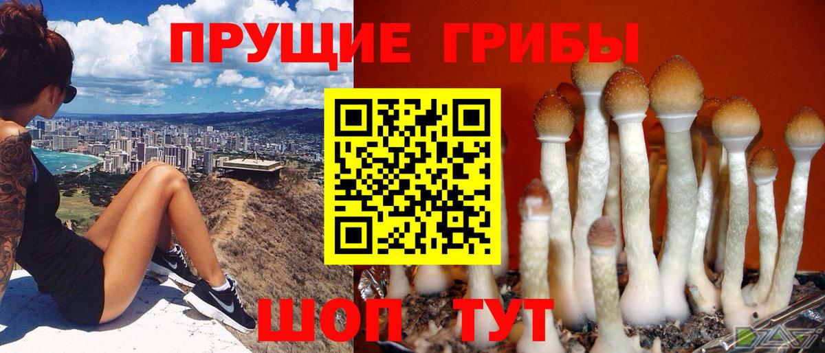 Кувандык  Псилоцибиновые грибы прущие грибы  Вход с VPN 